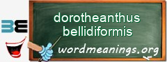 WordMeaning blackboard for dorotheanthus bellidiformis
